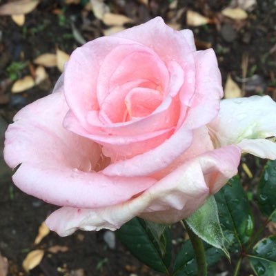 す〜さんのプロフィール画像