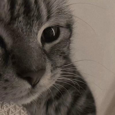 cieseash Profile Picture