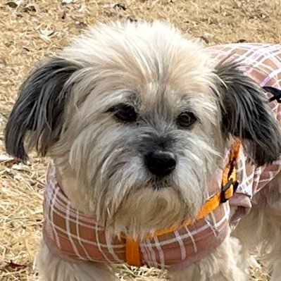 moongzziz's profile picture. 🦴korean web3 puppy