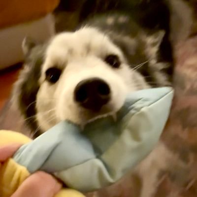 OMGAPANDA's profile picture. she/her