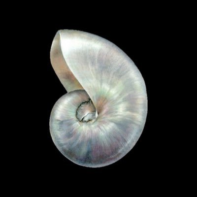 priscilla π Profile