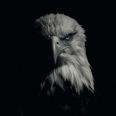 Ellnothing's profile picture. There's nothing special, just rookie who want to keep learning.