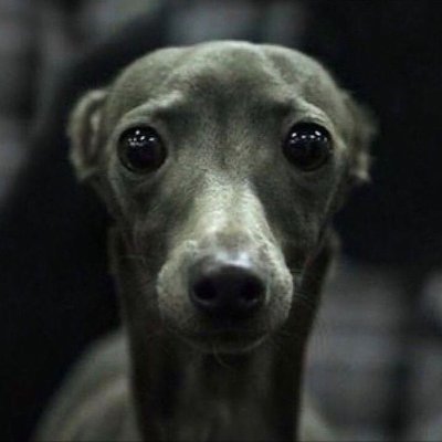 yonkerzzs's profile picture. the dog