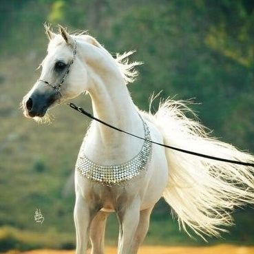 alfjerrr's profile picture. 18/8/1988