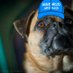 ThePugWarrior.Love (@thepugwarrior) Twitter profile photo ThePugWarrior.Love (@thepugwarrior) Twitter profile photo