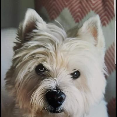 NCostNolot's profile picture. 