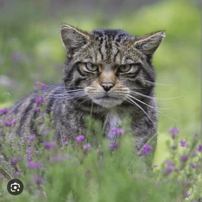 CodependentCow's profile picture. 