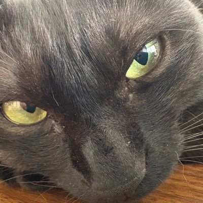ブラックスモークのてんちゃん、キ ジトラのくぅちゃん、ハチワレのふくちゃんのアカウント。たまにニンゲンの独り言。DMは要りません。