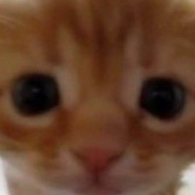 catlvr217's profile picture. this place is scary get me out of here