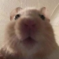 븨내 (@vnae1123) 's Twitter Profile