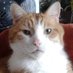 Angel Sir Pickle Longpaw🐾🇨🇦 Profile picture