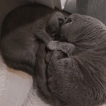 Torzzfps's profile picture. .