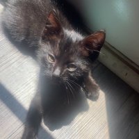 Alice (@lightning_mcali) 's Twitter Profile