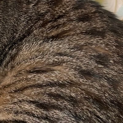 猫を吸う…そして息をする…