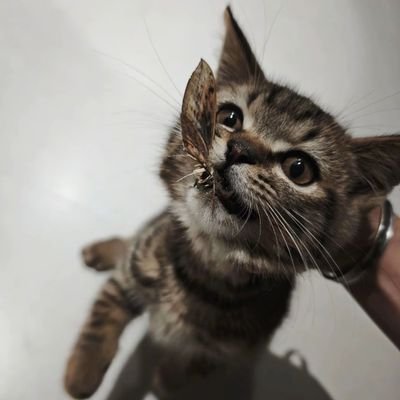 Rylos000's profile picture. 