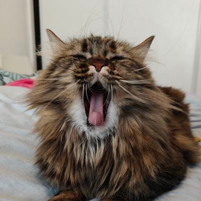 Cracotte972's profile picture. Cracotte, trop belle et trop drôle