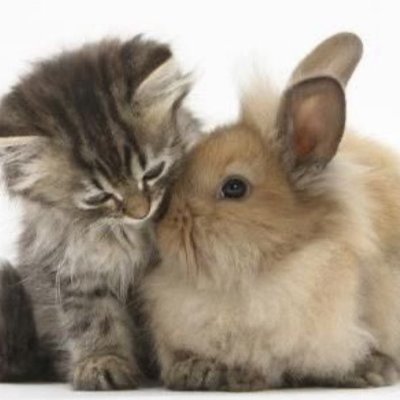 fataItotheflesh's profile picture. , - new account I deleted my old one,,  - sw: 227, cw: 195, havent checked in a bit as my scale broke
i repost alot