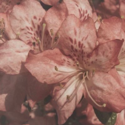 h4yonii's profile picture. 