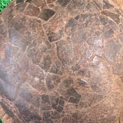 Qwe1242001Qwe's profile picture. 男です！