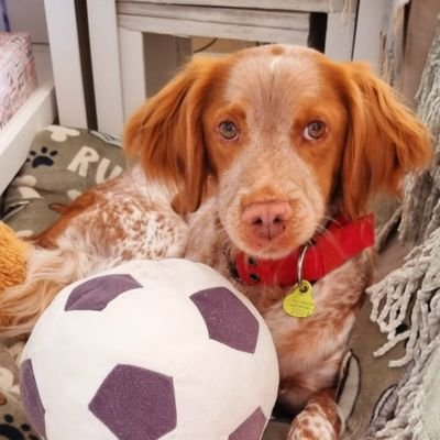 Batata51n54l's profile picture. chavalito de Málaga con amor por todo lo malagueño.
viva el Unicaja 💜💚 y viva el Málaga CF 🩵🤍