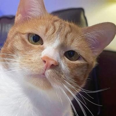Catofcryptostreet (Ø,G) (✸,✸) ⌘🛠️ Profile