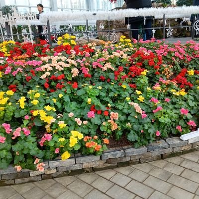 kabasawa_sachi's profile picture. 畑仕事に熱中して居ます、
秋野菜の時を迎えました。
愛する対象は、野菜も、動物も、木々も、何と愛らしいでしよう。
戦争のない、人間社会になる事を心から願っています。