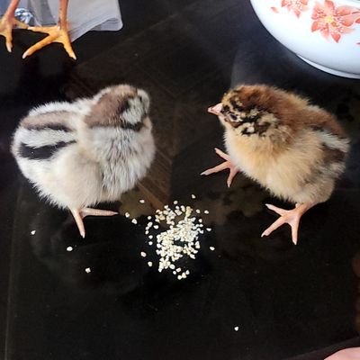 rnasoud76's profile picture. 💍