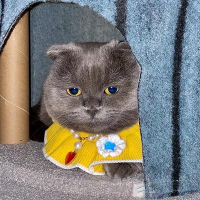 telegram: @Sookie_MEXC
email: sookie.m@mexc.com
dm for collab