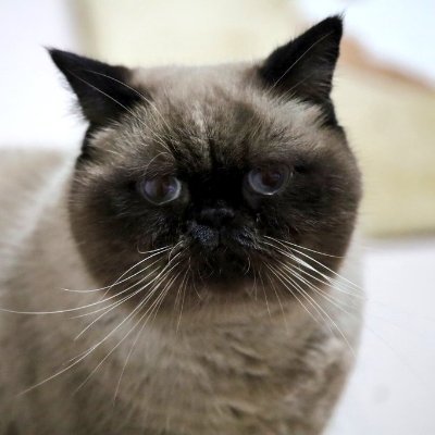 とりてりけばさぶさんのプロフィール画像