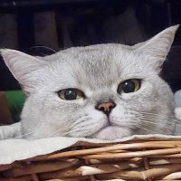 ととげむ (@toto_gamer0413) 's Twitter Profile Photo