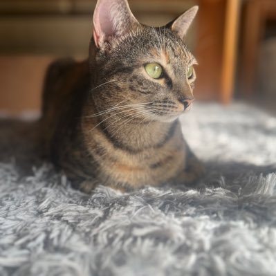 AKASH_2907's profile picture. Dense Video tasks matter!!! Ph.D. student, CRCV Lab, @UCF