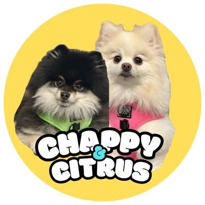 チャピシト🧸🍋ポメラニアン (@chappy_1005) / Posts / X