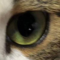 gin (@gin_1616) 's Twitter Profile