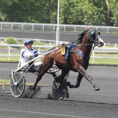 Gunilla d’Atout, Bold Eagle, Hip-Hop Haufor 😍 Passionné de courses de trot, Ch. Bigeon 💙🤍#Mir#ProVincennes