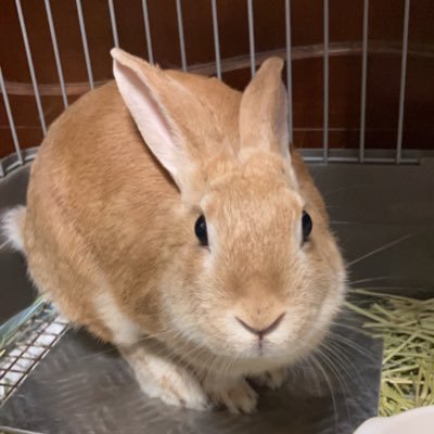 yorthnektoissho's profile picture. 