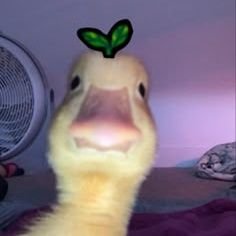 Avinash_157's profile picture. Peak idiosyncrasy