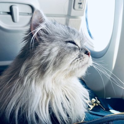 ما عالجت شيئا أشد علي من نفسي .. مرة لي ومرة علي - سفيان الثوري
Teacher - Graphic Designer - Gym Rat 🐀 - Traveling Cat 🐈 - Arabic Language Buff 💚