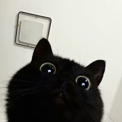 bviiik's profile picture. 🐈⬛˚‧₊˚✩⋆