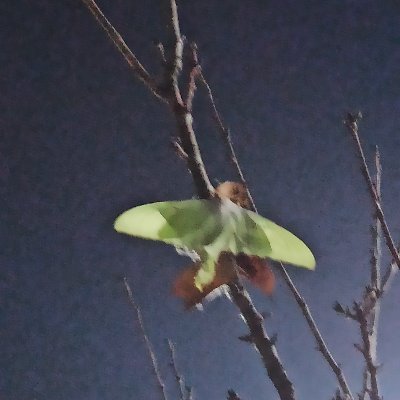 偷字的手さんのプロフィール画像