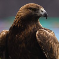 efecukka (@efeecik2) 's Twitter Profile