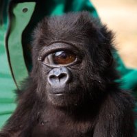 australopithecus anamensis (@bubbleboy1954) 's Twitter Profile