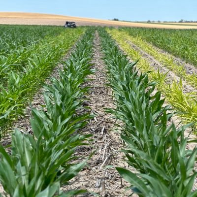 Employee of AgReliant Genetics. Views expressed are my own and not those of my employer. Brand Sales Agronomist