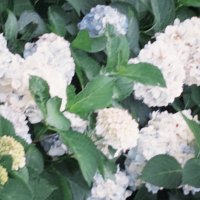 kurea (@osikatugaikigai) Twitter profile photo