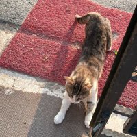 Genc Osayi (@gencosayises) 's Twitter Profile Photo