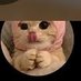 cats all the way (@gopalkumar70937) Twitter profile photo cats all the way (@gopalkumar70937) Twitter profile photo