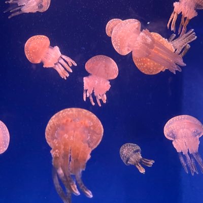 めらこさんのプロフィール画像