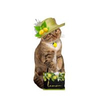 Barb & Jadzia 🐈🐾🎶🎶🎶 (@starskys_lady) 's Twitter Profile Photo Barb & Jadzia 🐈🐾🎶🎶🎶 (@starskys_lady) 's Twitter Profile Photo