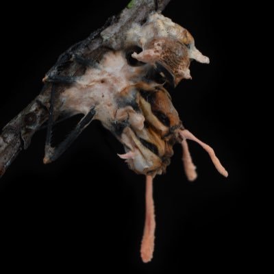 あたなか (@Atanaka1156) / Posts / X