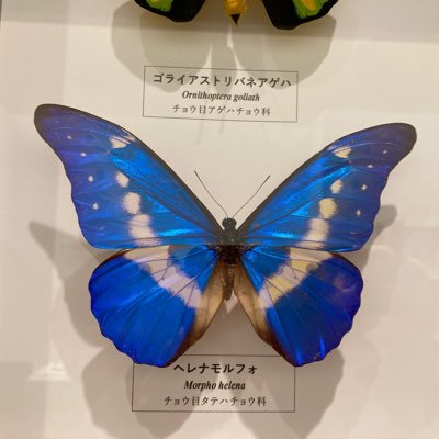 sumire202506's profile picture. 一日一善 一日一宝塚 私の三大栄養素は宝塚、ケンティーにQuizKnockです。 ポストがとっ散らかってます🙏