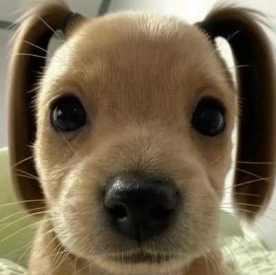 aktpwk's profile picture. minari 🐭 ela/dela • she/her